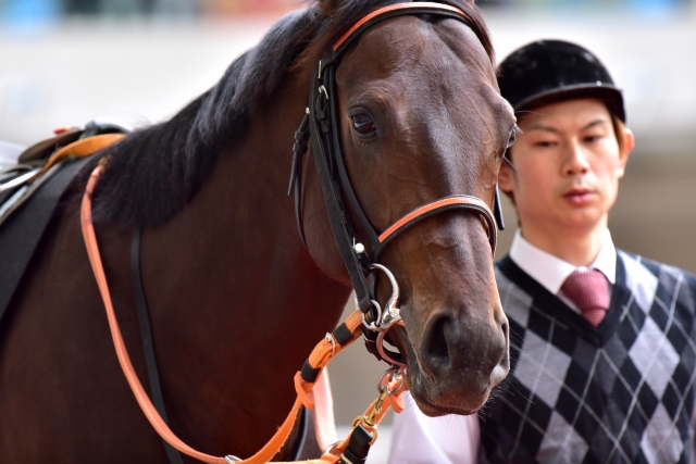 シクラメン賞　2015-1206 レプランシュ