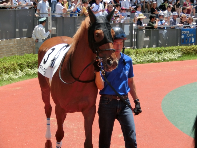 7/25 新馬戦パドック クラリティーアイズ