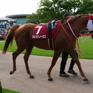 京都大賞典パドック②