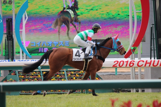 未勝利戦本馬場入場 コイスルキセキ