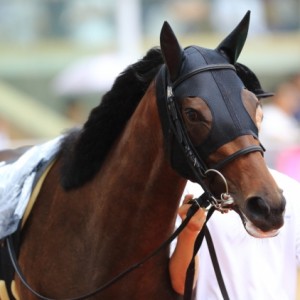 知多特別（パドック②）