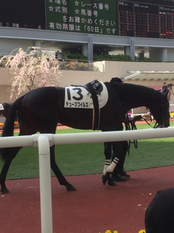 5戦目パドック1 デューズワイルズ