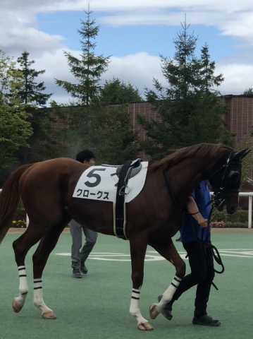 パドック  クロークス
