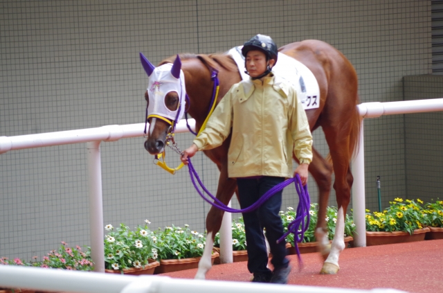 阪神　３歳500万下① クロークス