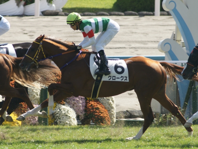 ２歳新馬戦５着 クロークス