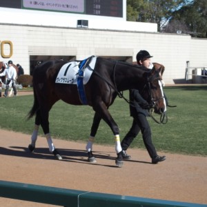 3歳新馬戦　パドック