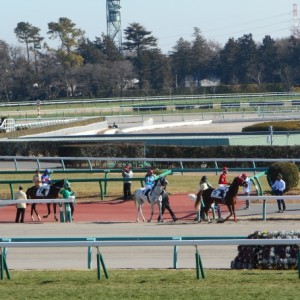 新馬戦本馬場入場