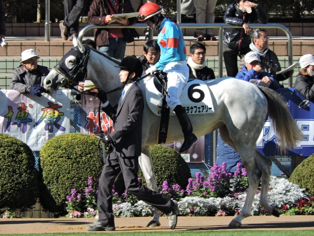 新馬戦パドック プラチナフェアリー