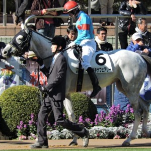 新馬戦パドック