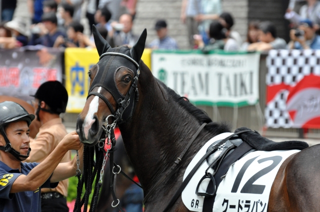 新馬戦 / パドック クードラパン