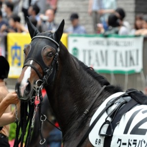 新馬戦 / パドック