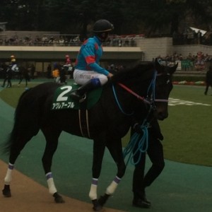 東京スポーツ杯パドック