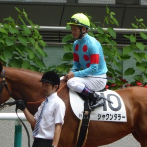 新馬戦パドック