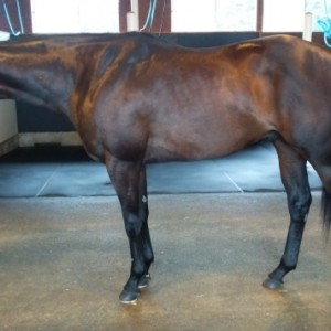 突然の大雨の厩舎にて