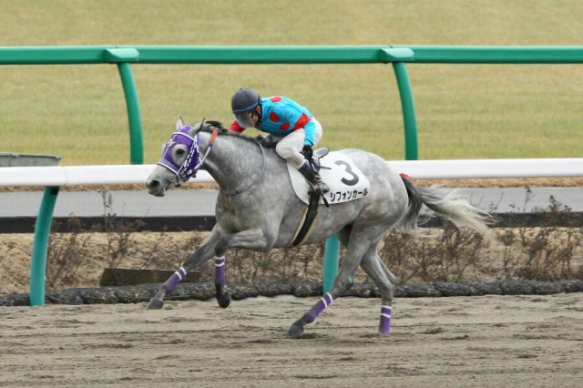 3歳新馬② シフォンカール