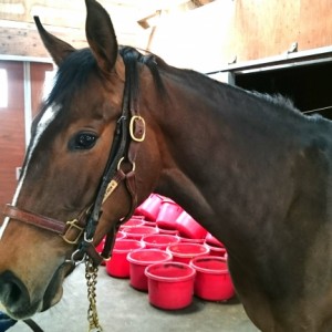 ﾉｰｻﾞﾝﾌｧｰﾑ空港