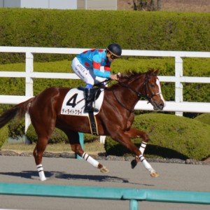 2015年12月20日　2歳未勝利　返し馬