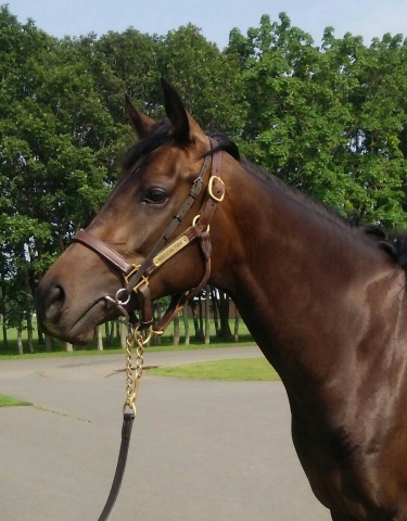 ﾉｰｻﾞﾝﾌｧｰﾑ空港 ピュアウィッシーズ