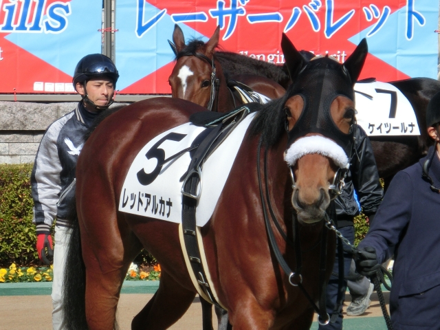 新馬戦パドック１ レッドアルカナ