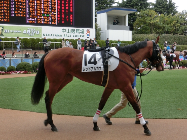 未勝利優勝時パドック１ レッドアルカナ