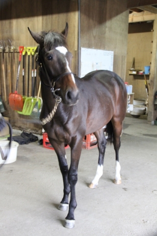 ファンタストクラブ レッドアルソード