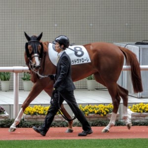 新馬戦パドック