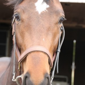 ファンタストクラブ