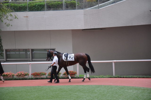 阪神12R　芝２０００　パドック レッドウィズダム
