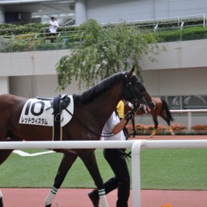 阪神12R　芝２０００　パドック