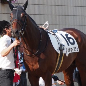 京都1000万下優勝時パドック