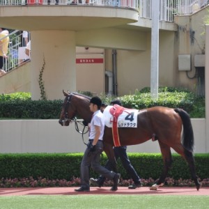 8/9　２歳未勝利　パドック