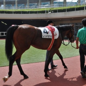 ８/９　２歳未勝利　パドック