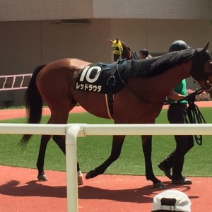 宝塚記念デイのラウダ