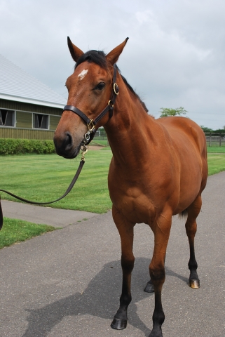 社台ブルーグラスＦにて レッドディヴェル