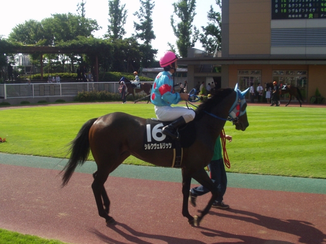 新潟日報賞 シルクヴェルリッツ