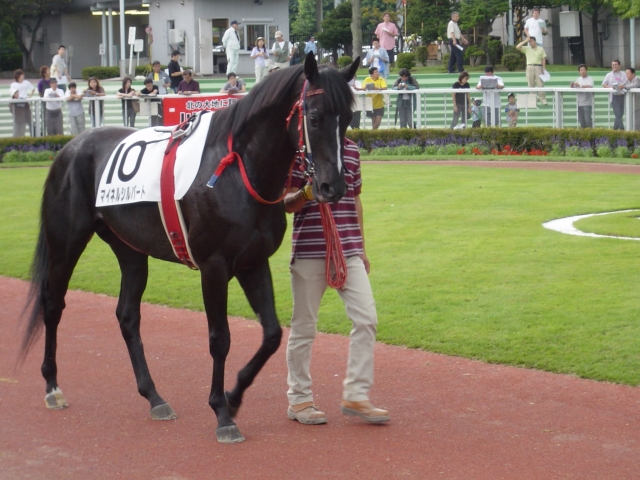 札幌 マイネルシルバート