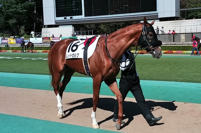 新馬戦パドック レッドゼルク