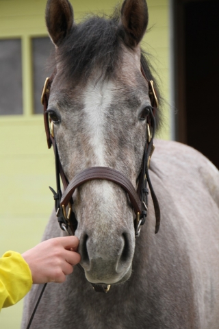 社台ファーム レッドビアンカ