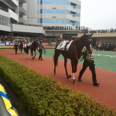 中京競馬場 新馬戦 レッドジュディス
