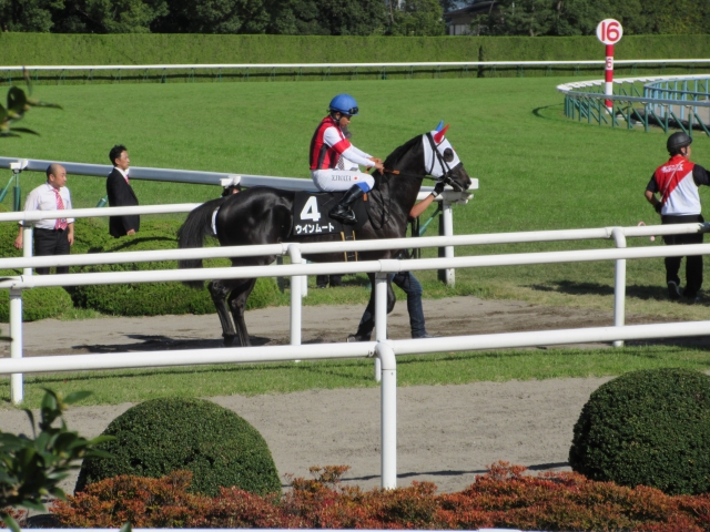 もみじS本馬場入場 ウインムート