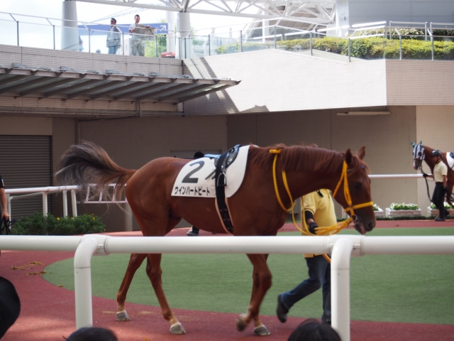 パドックにて１ ウインハートビート