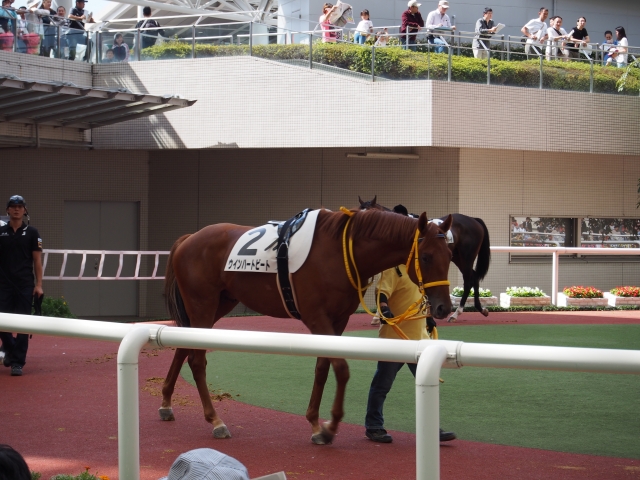 パドックにて２ ウインハートビート
