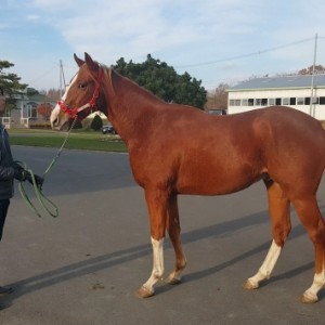 ＣＶＦ見学にて