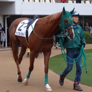 未勝利戦 パドック