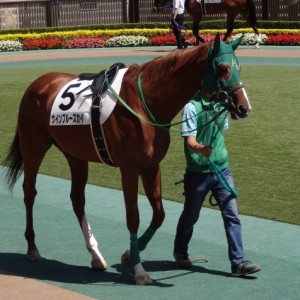 500万下 パドック