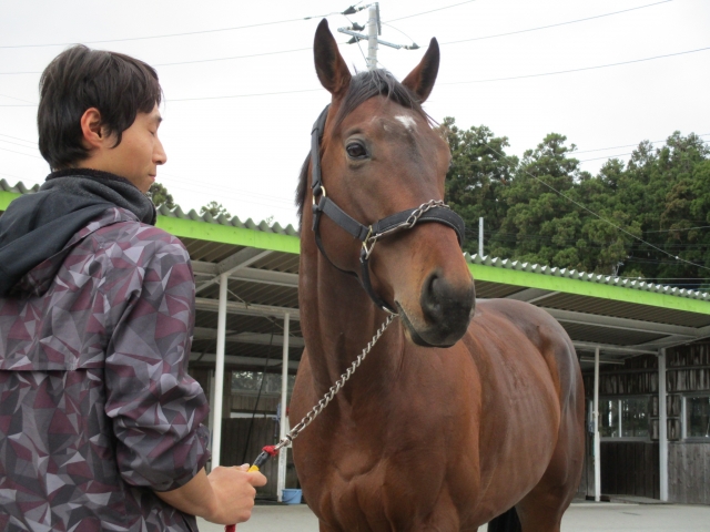 ビッグレッドファーム鉾田にて ウインミダス