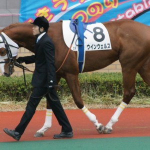 ３歳未勝利戦パドック(中京)
