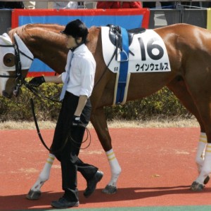 ３歳未勝利戦パドック(７戦目)