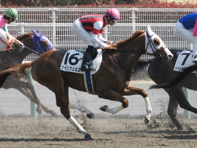 ３歳未勝利戦レース中(７戦目) ウインウェルス