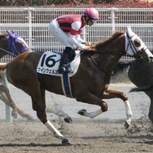 ３歳未勝利戦レース中(７戦目)